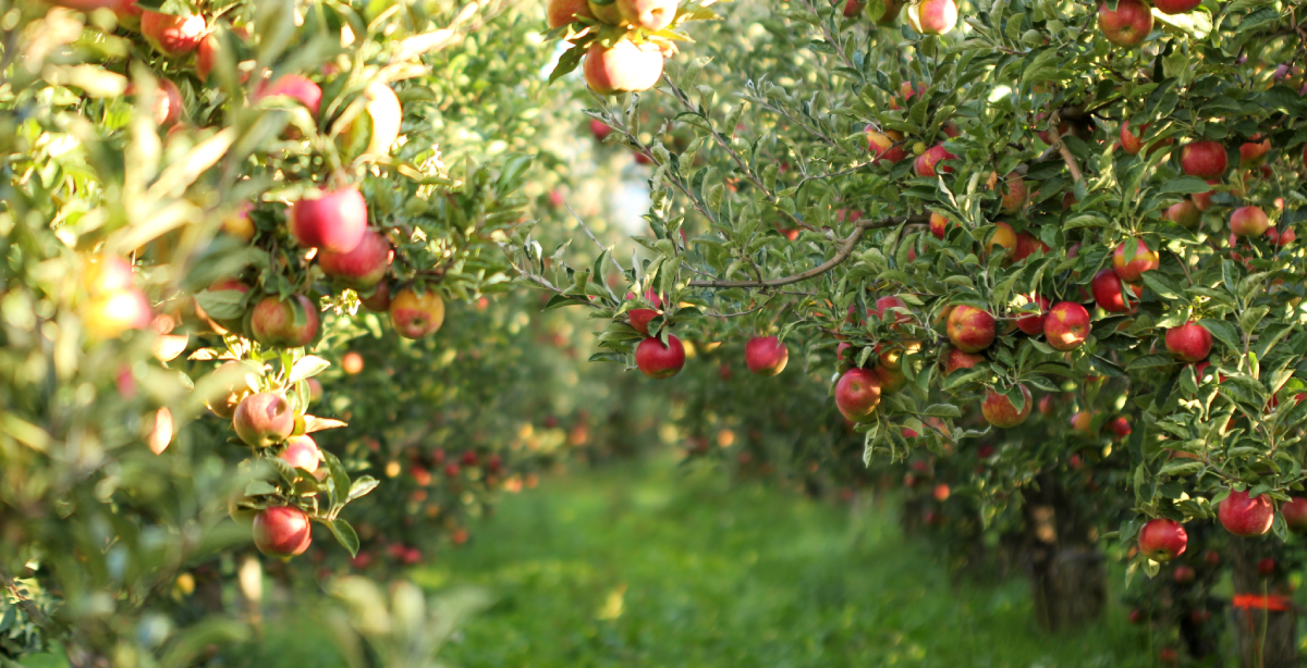 Kingston Orchard photo