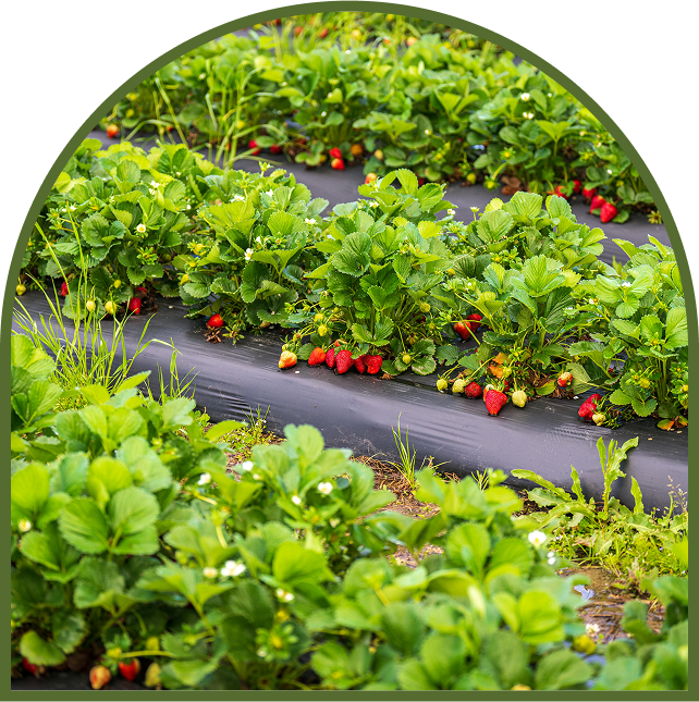 Rows of vibrant strawberry plants growing in a garden bed.